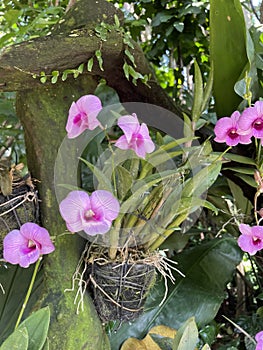 Dendrobium Mozah Bint Nasser Al-Missned (Dendrobium Burana Pearl X Dendrobium Teresa Candy)