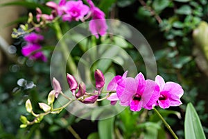 Dendrobium mozah bint nasser al-missned orchid flower in Singapore