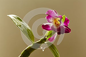 Dendrobium Nobile