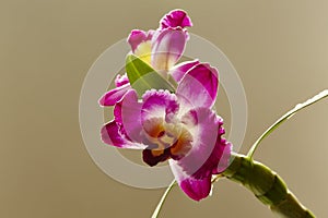 Dendrobium Nobile