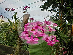 Dendrobium nobile photo