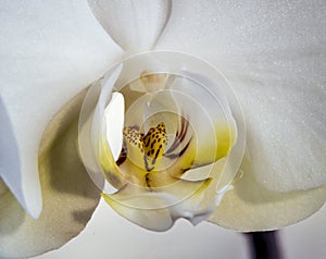 Dendrobium nobile in close up
