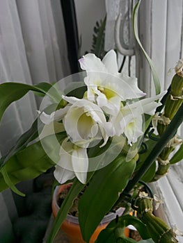 Dendrobium Nobile in domestic conditions. white orchid flowers