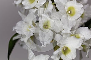 Dendrobium nobile orchid