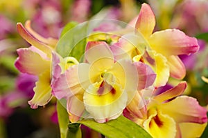 Dendrobium Nobile orchid flower