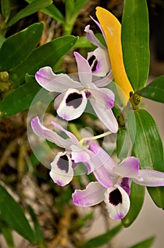 Dendrobium nobile orchid flower on the tree trunk