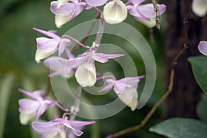 Dendrobium Nobile orchid flowers