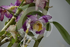 Dendrobium nobile orchid flowers
