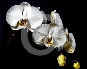 Dendrobium nobile orchid white