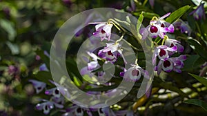 Dendrobium nobile. Orquidea Doll Eye