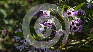 Dendrobium nobile. Orquidea Doll Eye photo