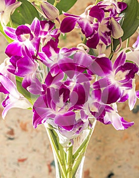 Dendrobium nobile in vase