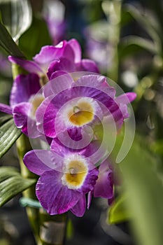 Dendrobium Nobile Violet Fizz Orchid