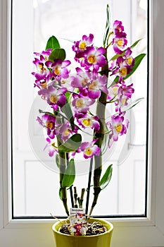 Dendrobium Nobile Violet Orchid in front of window photo