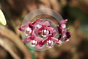 Dendrobium orchid