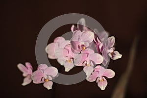 Dendrobium orchid