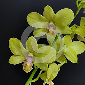 Dendrobium Orchid