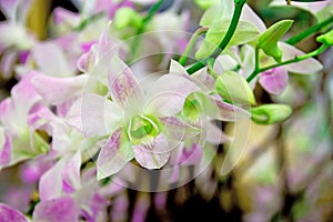 Dendrobium orchid