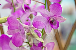 Dendrobium orchid