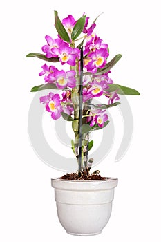 Dendrobium orchid