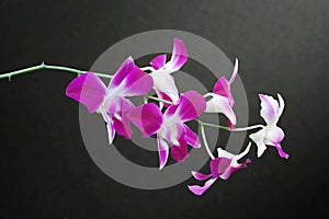 DENDROBIUM ORCHID BICOLOR PURPLE/WHITE ISOLATED BACKGROUND