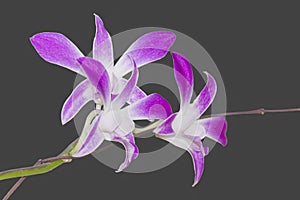 DENDROBIUM ORCHID BICOLOR PURPLE/WHITE ISOLATED BACKGROUND