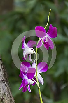 DENDROBIUM ORCHID BICOLOR PURPLE/WHITE ISOLATED BACKGROUND