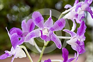 Dendrobium orchid in bloom, green background