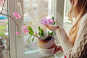 Dendrobium orchid and bougainvillea. Woman taking care of home plats. Woman holding pot in basket with flowers