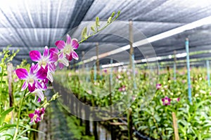 Dendrobium orchid farm