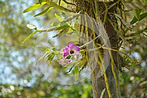 Dendrobium orchid flower on the tree