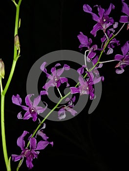 Dendrobium orchid flowers are purple, their curly shape is clearly visible at night