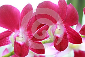 Dendrobium orchid hybrids