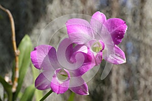 Dendrobium orchid at Kandy Botanical Gardens