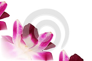 Dendrobium orchid lei abstract