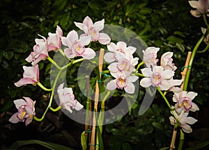 The Dendrobium Orchid light pink color on the background of green foliage