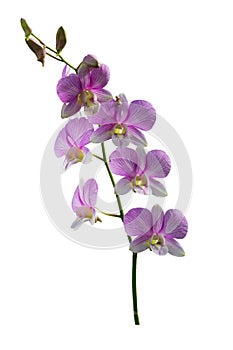 Dendrobium orchid purple