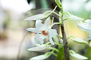 Dendrobium orchid white in the nature.