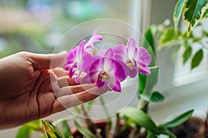 Dendrobium orchid. Woman taking care of home plats. Close-up of female hands holding violet flowers