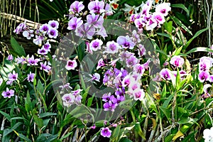 Dendrobium orchids