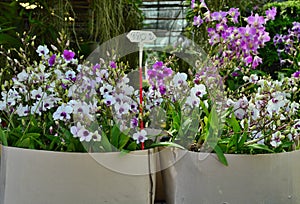 Dendrobium Orchids for Sale