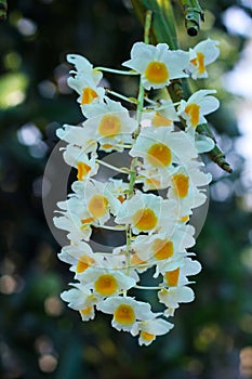 Dendrobium palpebrae Lindl flower.