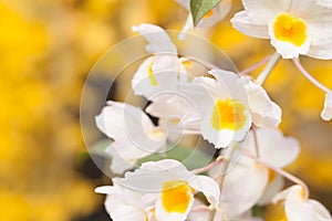 Dendrobium palpebrae orchids flower