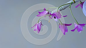 Dendrobium parishii Rchb.f.