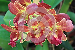 Dendrobium, red orchid