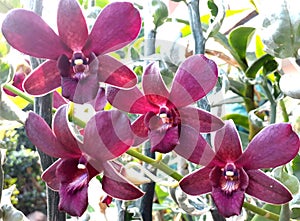 Dendrobium red orchids