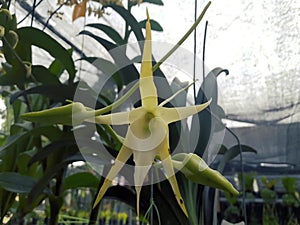 Dendrobium schulleri orchid flower, from Papua, Indonesia, Asean, with light color gradations