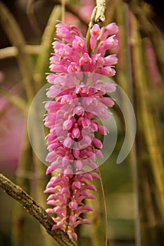 Dendrobium secundum