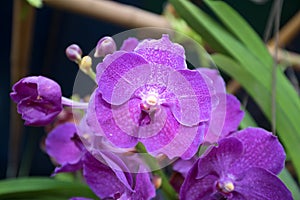 Dendrobium sonia orchid, purple orchid in a garden.