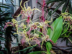 Dendrobium spectabile - the alien orchid